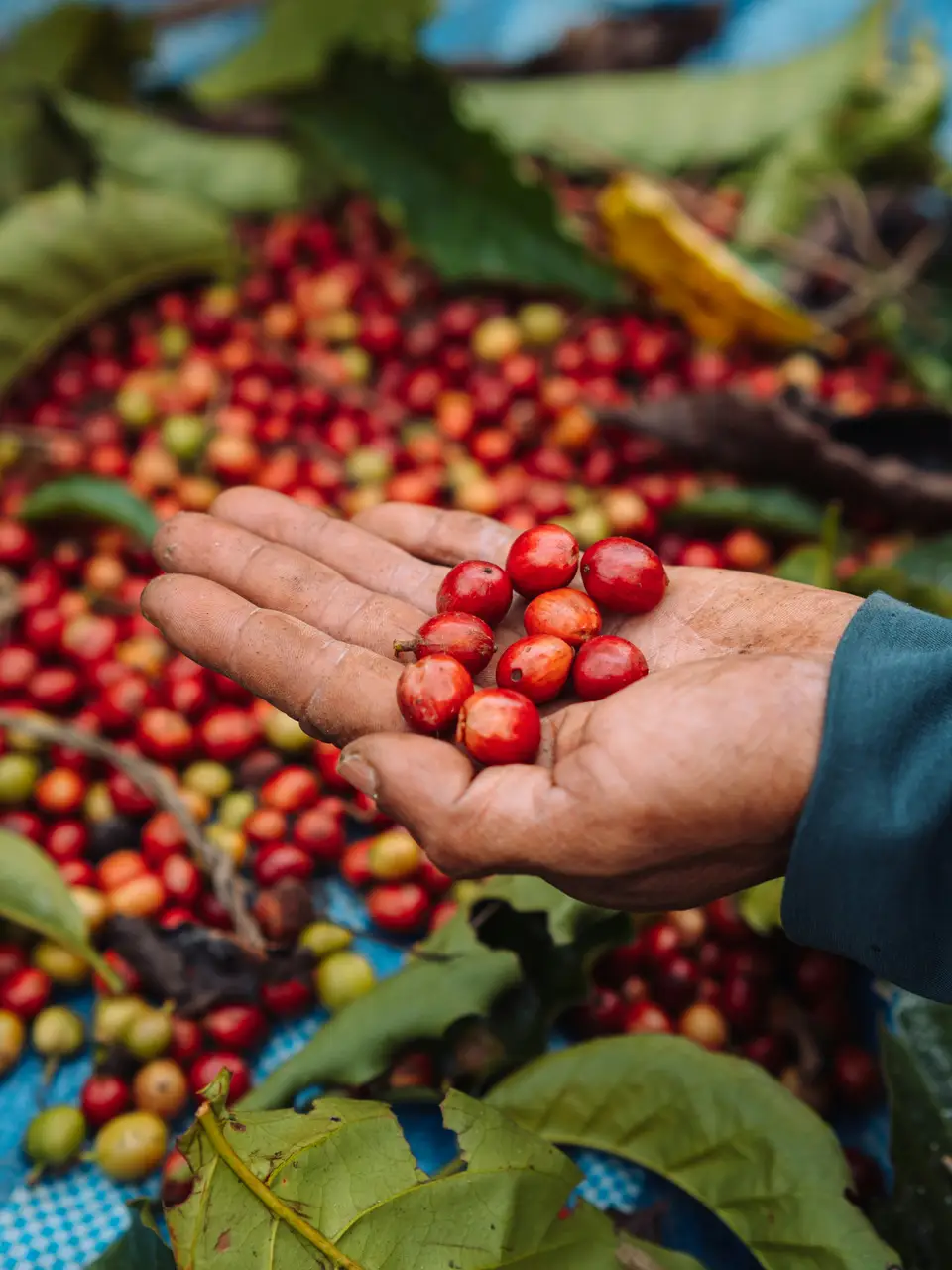 A hand holding freshly picked ripe coffee cherries over a fuller basket