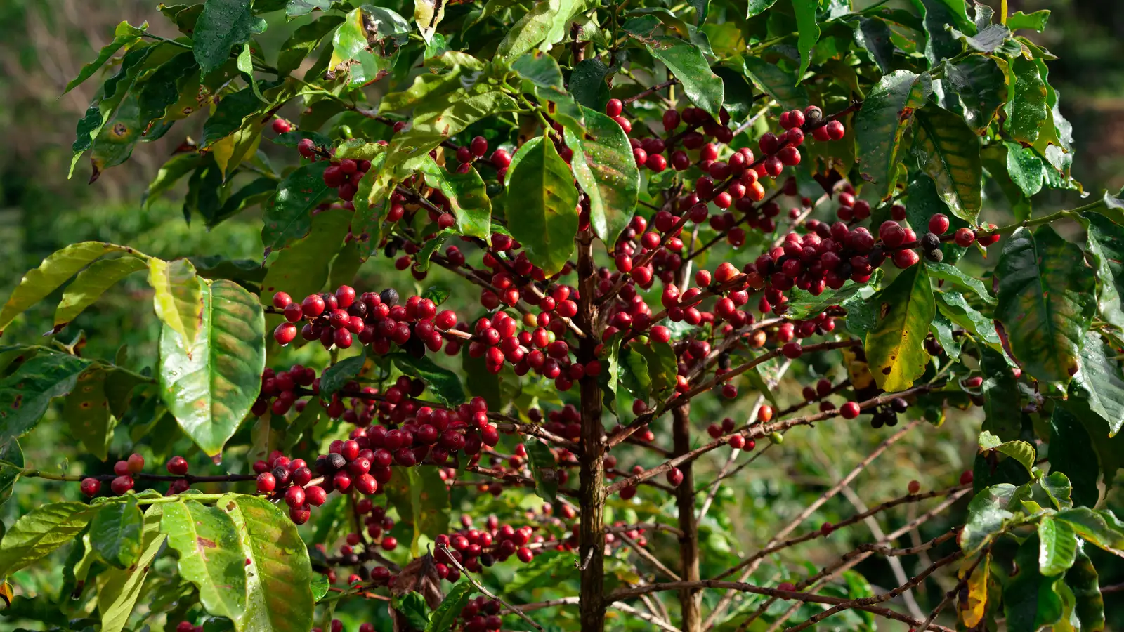 A coffee tree heavy with ripe red cherries