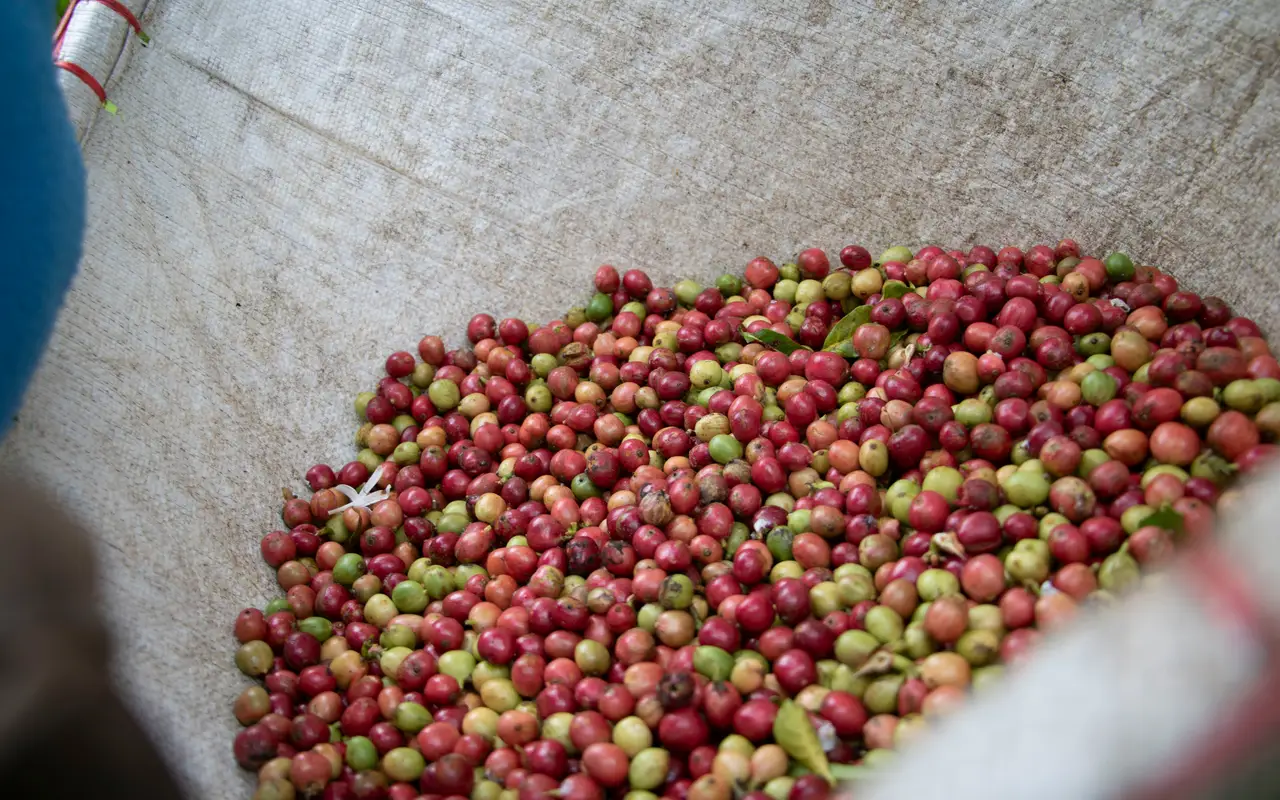 Freshly harvested coffee cherries spread out on a tarpaulin, ready for processing