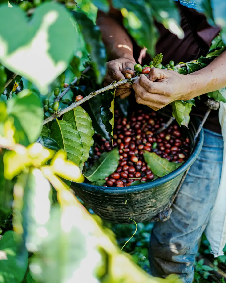 A coffee picker's hands sorting freshly harvested ripe cherries into a basket